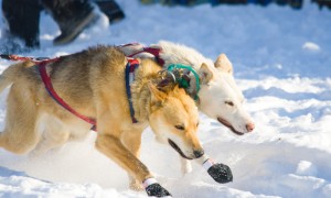 Two lead dogs starting the Iditarod in 2007